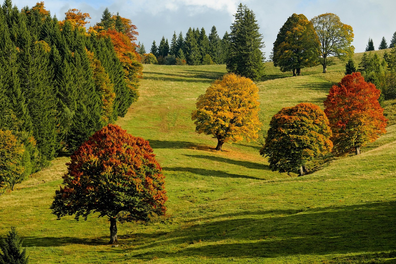 Forêt du Queyras aux couleurs d’automne avec montagnes en arrière-plan.