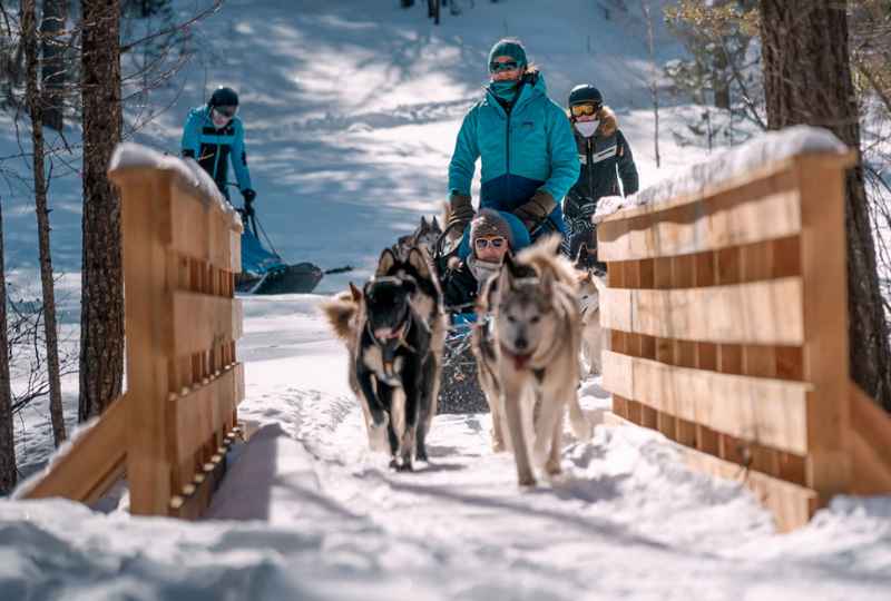 CHIENS DE TRAINEAUX DANS LE QUEYRAS
