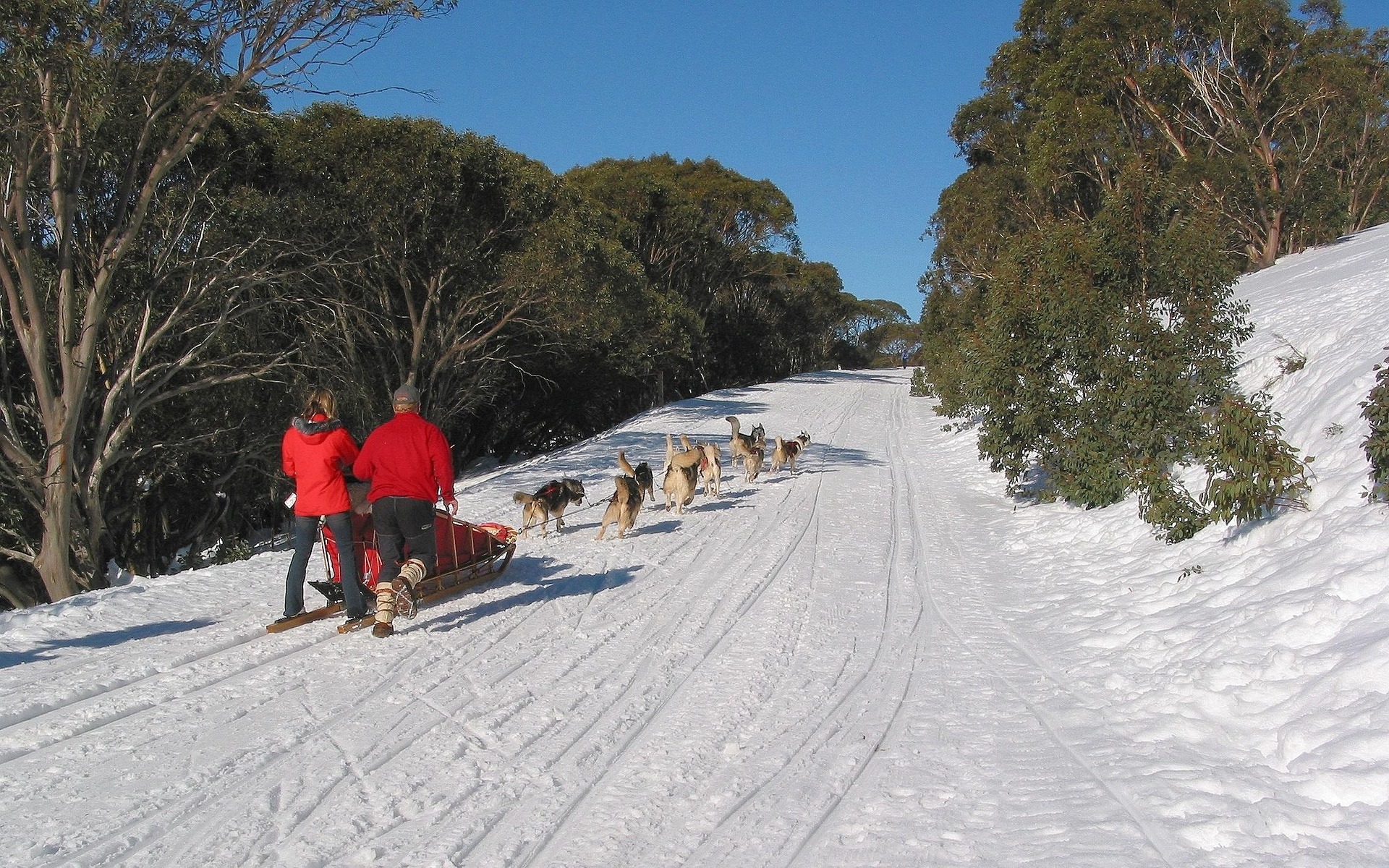 Attelage de chiens de tra&icirc;neau sur piste enneig&eacute;e en montagne