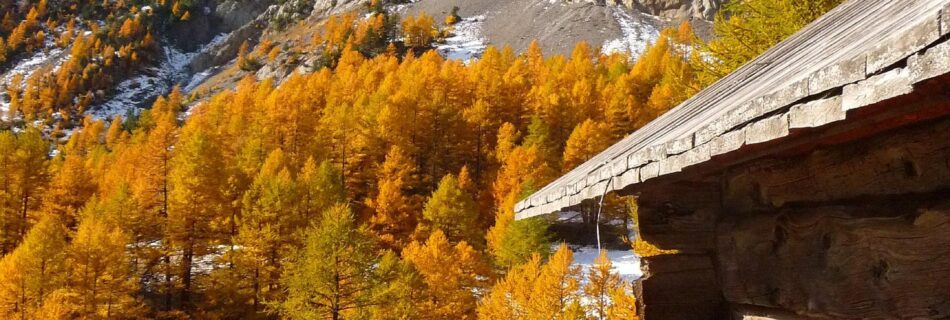 Chalet traditionnel en bois entour&eacute; de m&eacute;l&egrave;zes aux couleurs d&rsquo;automne dans le Queyras