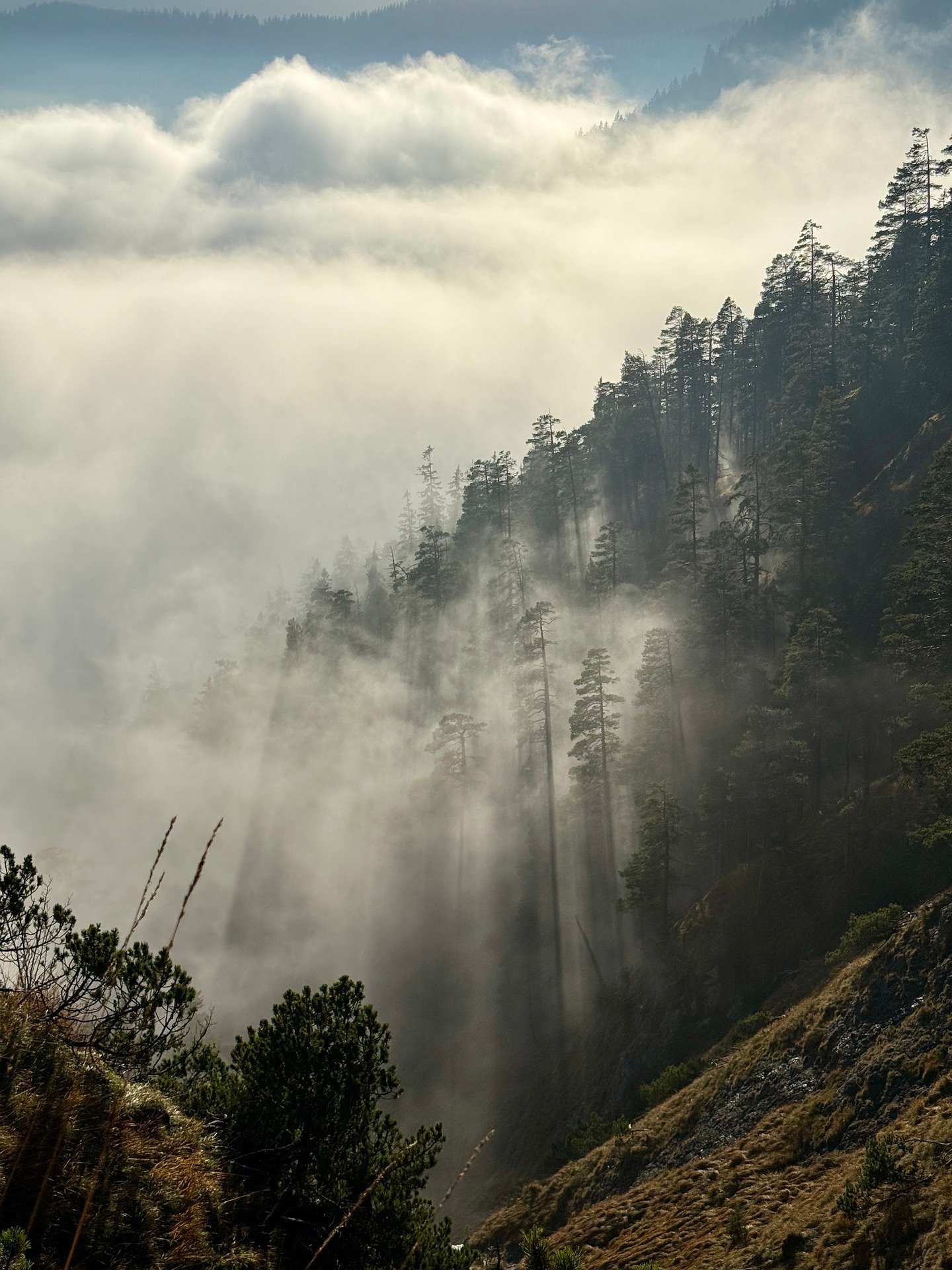 Location Queyras avec services &agrave; la carte au c&oelig;ur d&rsquo;une for&ecirc;t de montagne envelopp&eacute;e de brume.